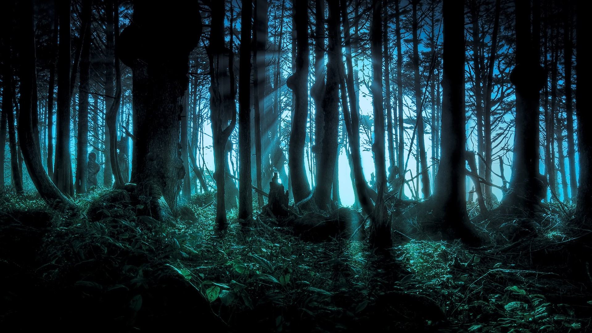 Mysterious forest